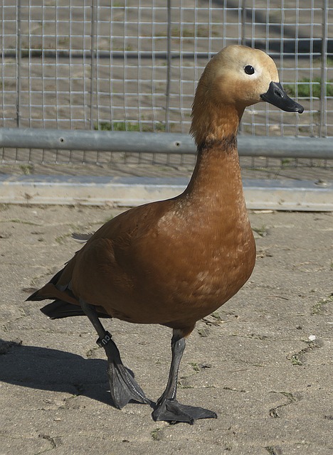 感共鳴
